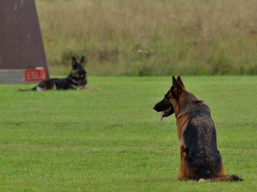 警察犬に