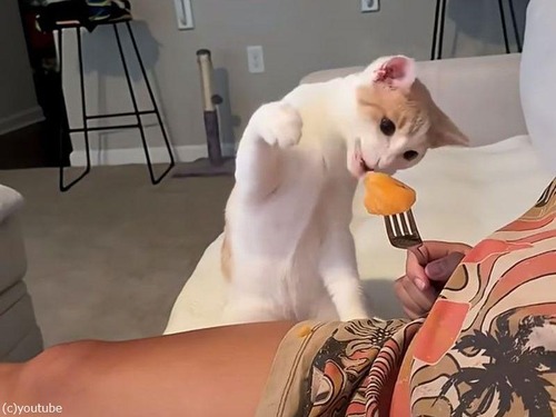 猫が初めてのメロン…興奮してパンチしながら食べる（動画）