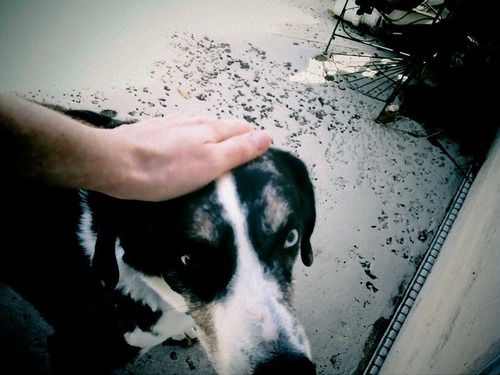 犬が亡くなってから2年後にぬいぐるみを発見00