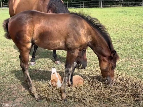 コーギーと子馬