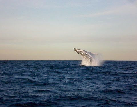 クジラウォッチング04