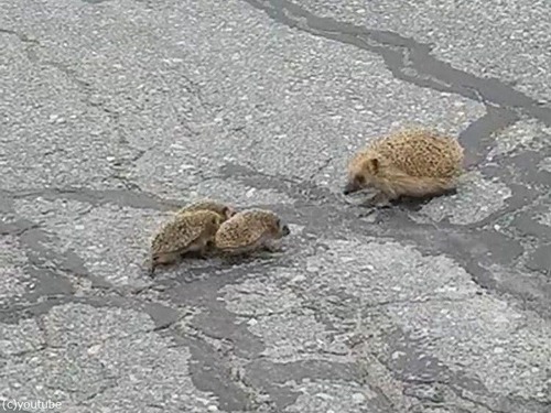 �ϥ�ͥ��ߤΥޥޤ��֤���󤿤�04