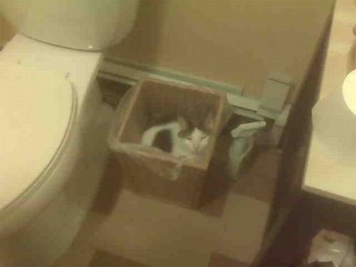 猫は見ている20