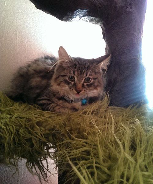 手作りキャットタワー15