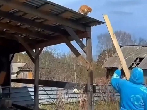 屋根の上から降りられなくなった猫…細長い板で助けてもらう