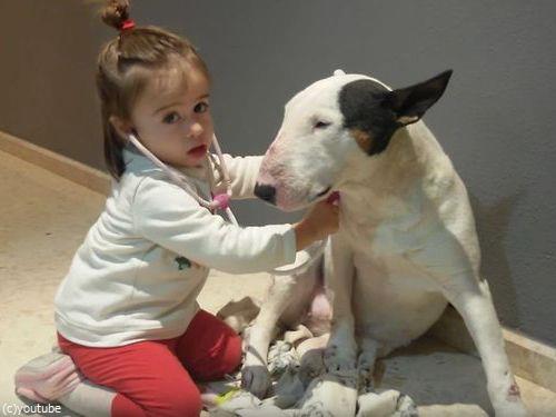 お医者さんごっこに付き合うブルテリア04