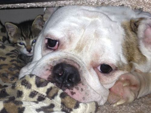 「子猫がいない…と思ったら」02