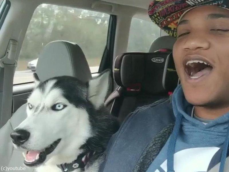 飼い主さんの歌声にハモってくれる犬 あお ん 動画 らばq 飼い主さんの歌声にハモってくれる犬 あお ん 動画 らばq