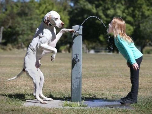 猫好きを犬好きにする写真00