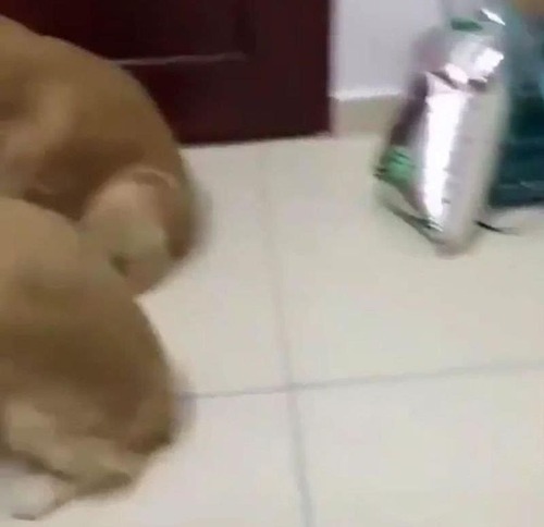 究極にピュアな反省03