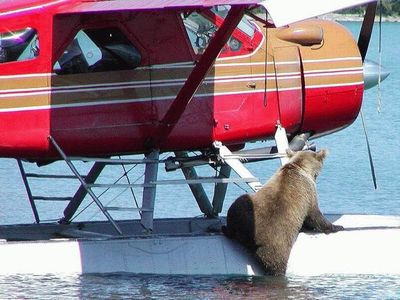 クマが釣られたり戦ったりあられもない格好したりする画像09