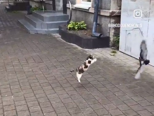 全力で跳びかかる元気な子猫…だけど鳥たちは恐れていない