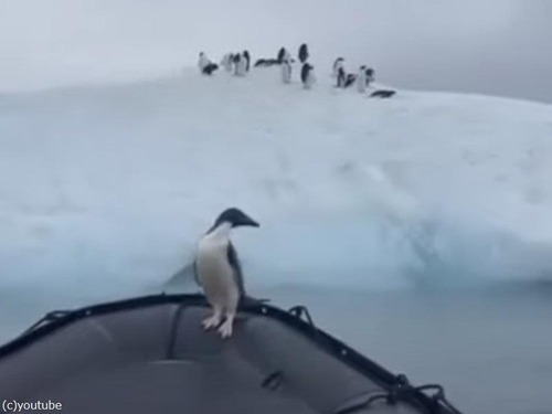 アザラシから逃げてきたペンギン