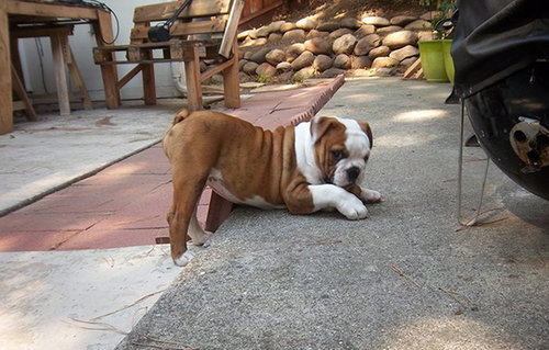 動物の誘惑ポーズ25