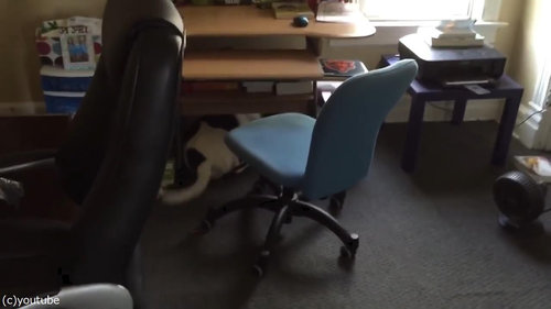 「うちの犬は悪いことをすると…しっぽでわかる」02