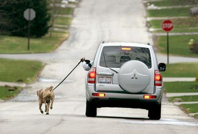 確かに楽だろうけど、それでいいのか、な犬の散歩