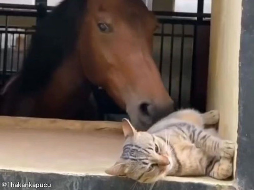 「馬もこんなイタズラするんだ…」後ろから猫にタッチして知らんぷり