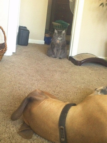 わが家に子犬が来たときの猫の表情04