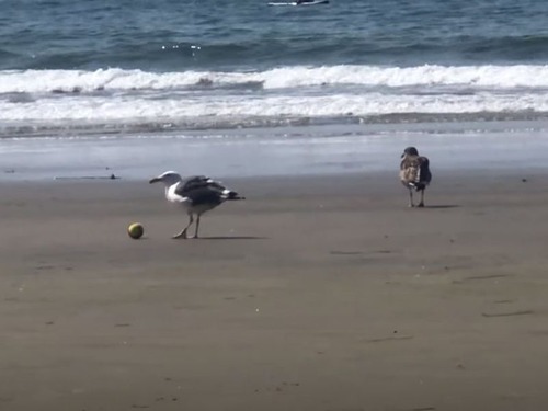 「高速ドリブル!?」浜辺でカモメがサッカーをしていた（動画）