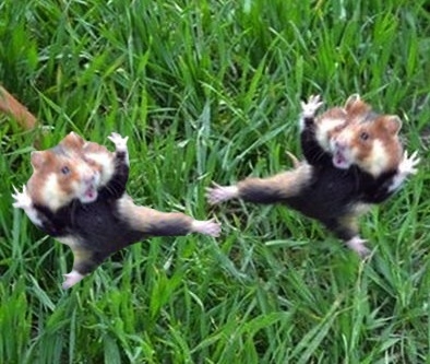 カンフー・ハムスター07