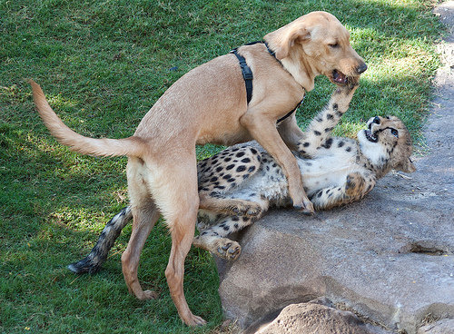 チーターと犬の友情07