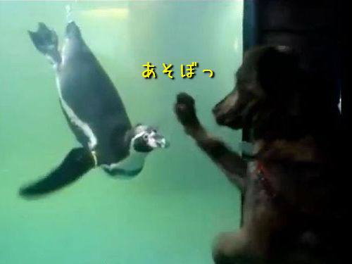 犬とペンギン