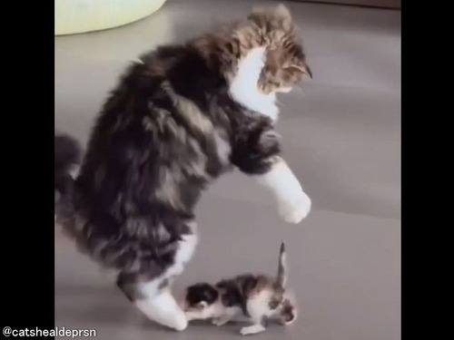 ママ猫が初めて歩く子猫を見て…興奮が止まらない