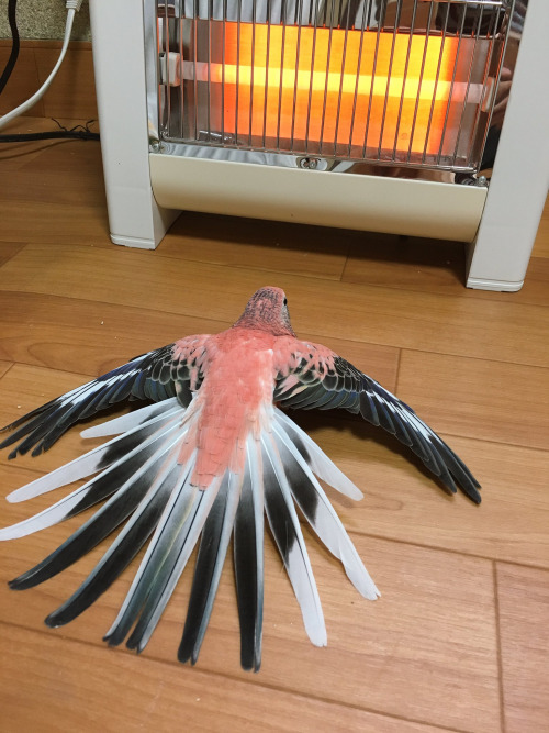 鳥が暖を取るとき01