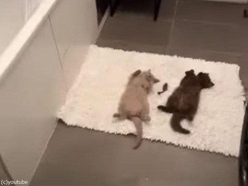 お風呂場で電池が切れた子猫たち…いたずら三昧の長い一日を終えて（動画）