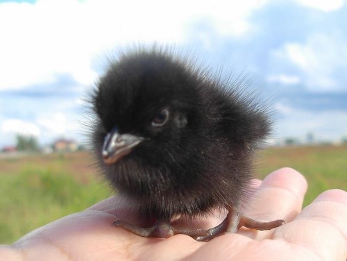 08Baby 赤ちゃん動物たち baby crow