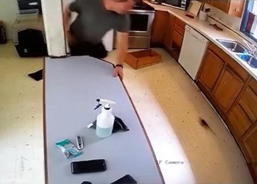 �ѥ˥å��Ѥ��ƻ륫����01