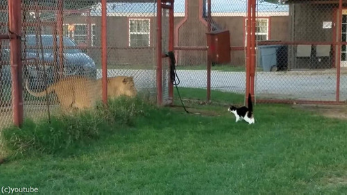 ライオンを挑発する猫04