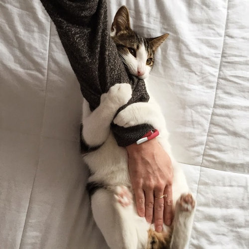 ペットたちが離してくれない15