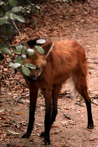 タテガミオオカミ09