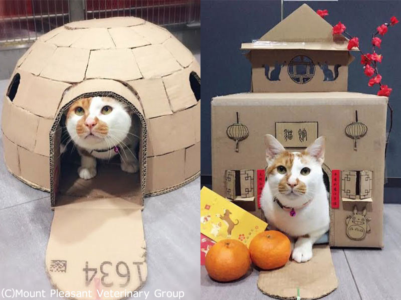 猫のために獣医さんが手作りダンボールハウスを作った キュートな写真