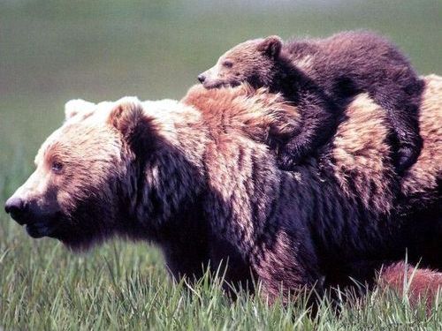 クマの親子00