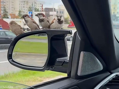 車の中でハンバーガーを食べてたら…4羽のスズメが催促してきた！（動画）