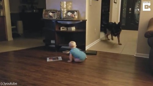 追いかけっこする赤ちゃんと犬05