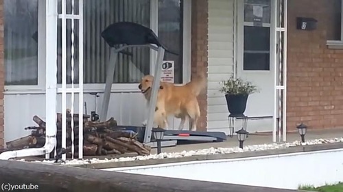 梅雨の時期は自分で散歩するワン02