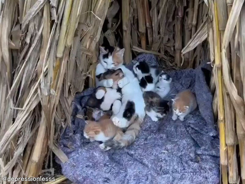 子猫たち以上に子犬を溺愛するママ猫