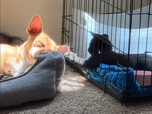 熟睡する犬の耳をもてあそぶ猫