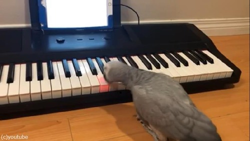 ペットのインコ、キーボード奏者になる03