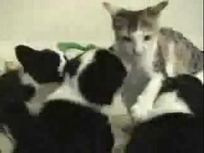 マトリックス・ネコ