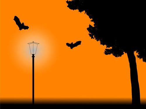 コウモリの胎児00