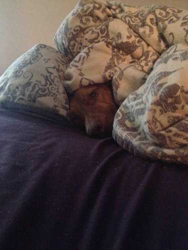 さんざん遊んだ後の犬たち23