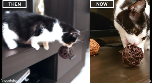 猫の3か月と3歳を比較06