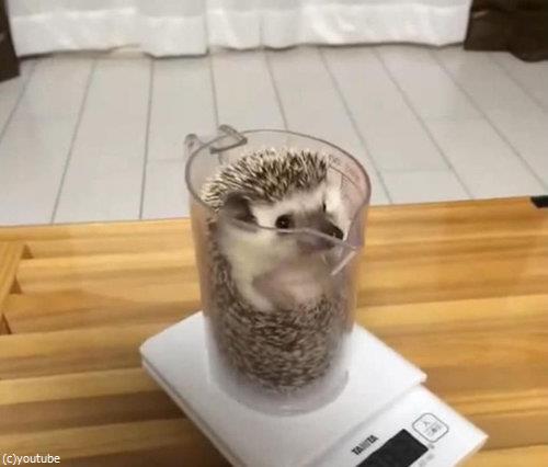 ハリネズミの体重02