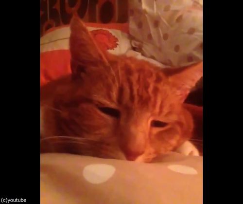 帰宅したら…見知らぬ猫がいる17