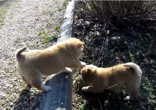 登れない子犬たち03