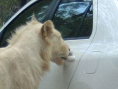 ライオンが車の扉を開けた00